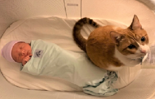 Best Bassinet for Cats Owners