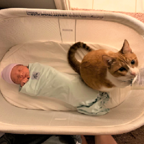 Best Bassinet for Cats Owners